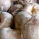 Bulbes de Safran de Touraine Bulbes de Safran de Touraine